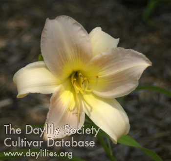 Daylily Butterfly Kisses